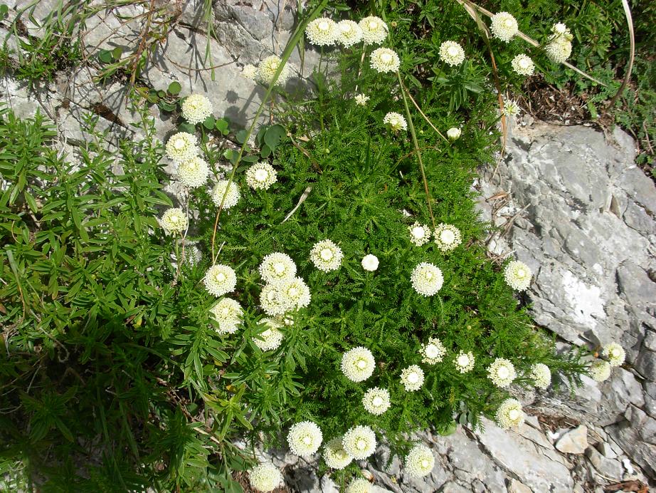 Santolina pinnata / Santolina delle Apuane